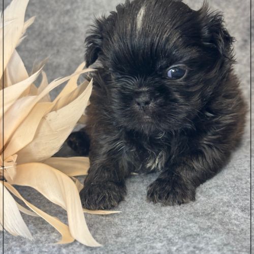 A réserver, boudha, mâle type shih tzu #1