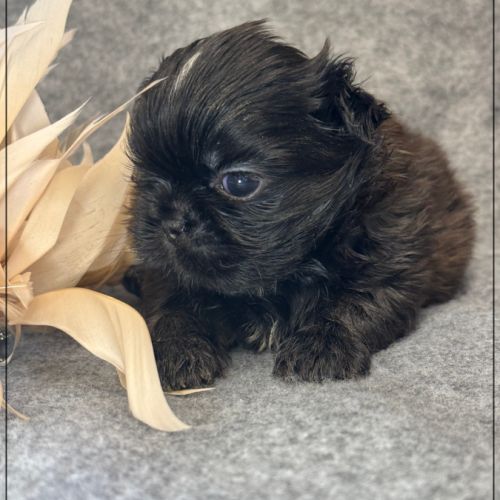 A réserver, boudha, mâle type shih tzu #2