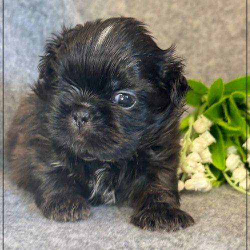 A réserver, boudha, mâle type shih tzu