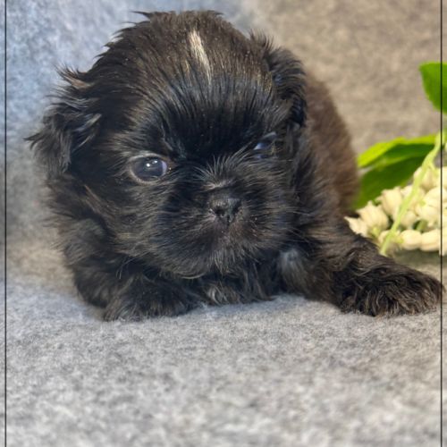 A réserver, boudha, mâle type shih tzu #5