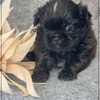 A réserver, boudha, mâle type shih tzu #1