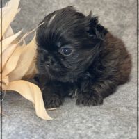 A réserver, boudha, mâle type shih tzu #2