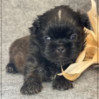 A réserver, boudha, mâle type shih tzu #3