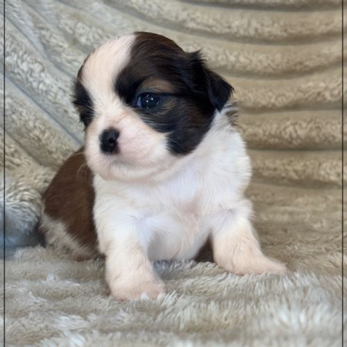 A réserver, baylie, femelle shih tzu lof