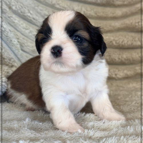 A réserver, baylie, femelle shih tzu lof #3