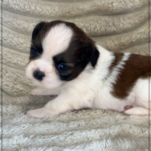A réserver, baylie, femelle shih tzu lof #4