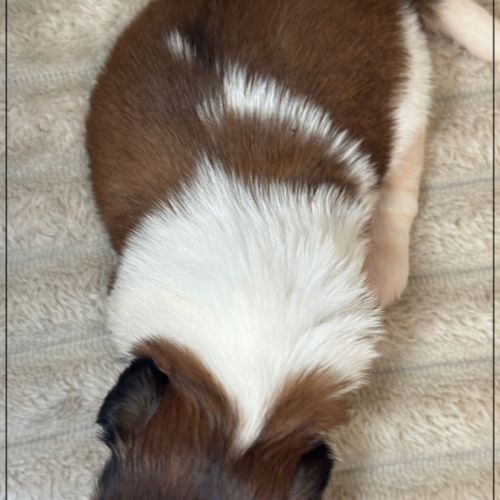 A réserver, baylie, femelle shih tzu lof #5