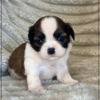 A réserver, baylie, femelle shih tzu lof #1