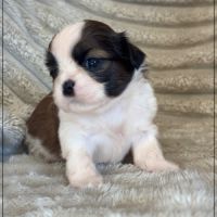 A réserver, baylie, femelle shih tzu lof #0