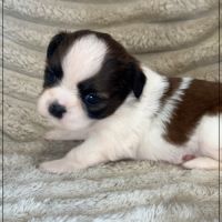 A réserver, baylie, femelle shih tzu lof #4
