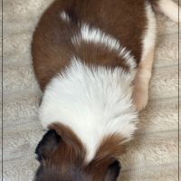 A réserver, baylie, femelle shih tzu lof #5
