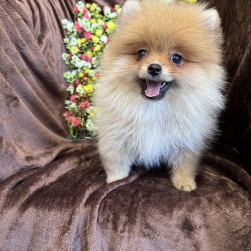 Billie femelle type spitz nain poméranien #1