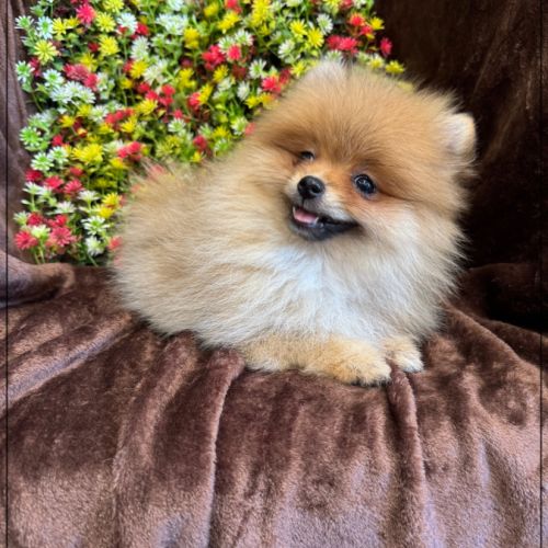 Billie femelle type spitz nain poméranien
