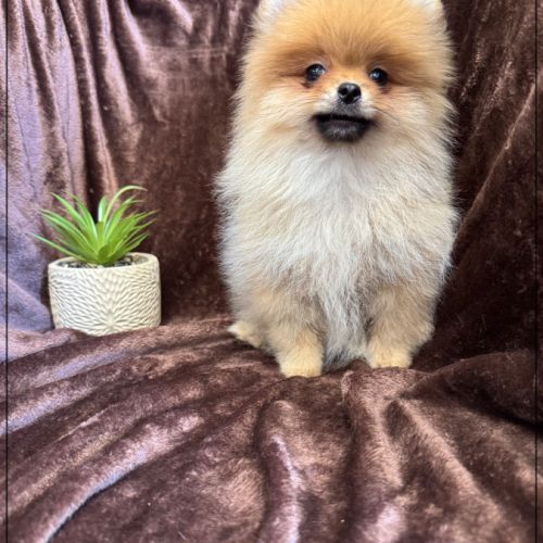 Billie femelle type spitz nain poméranien #4