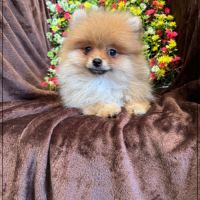 Billie femelle type spitz nain poméranien #2