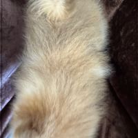 Billie femelle type spitz nain poméranien #5