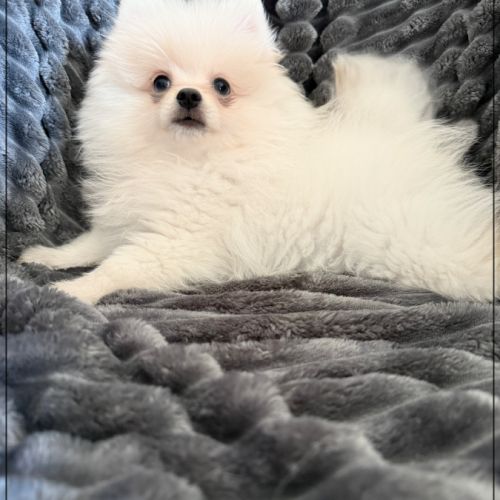 Benco, sublime mâle type spitz nain poméranien #0
