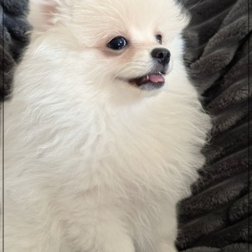 Benco, sublime mâle type spitz nain poméranien #3