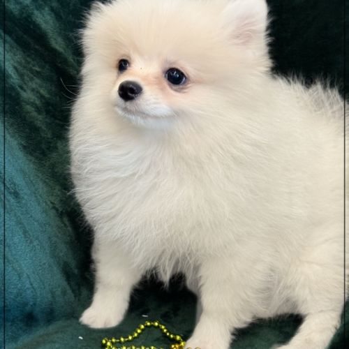 Benco, sublime mâle type spitz nain poméranien #4