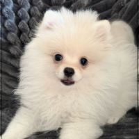 Benco, sublime mâle type spitz nain poméranien #1