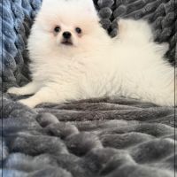 Benco, sublime mâle type spitz nain poméranien
