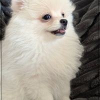 Benco, sublime mâle type spitz nain poméranien #3
