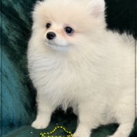 Benco, sublime mâle type spitz nain poméranien #4