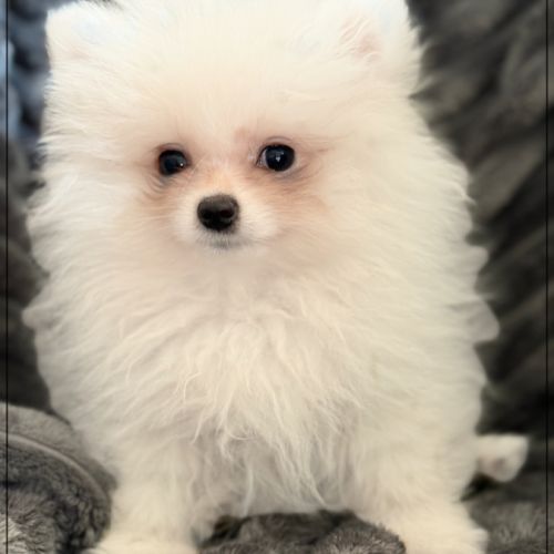 Bella, sublime femelle type spitz nain poméranien #1