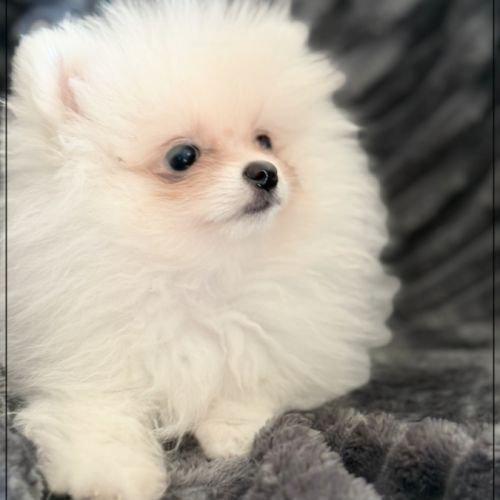Bella, sublime femelle type spitz nain poméranien #2