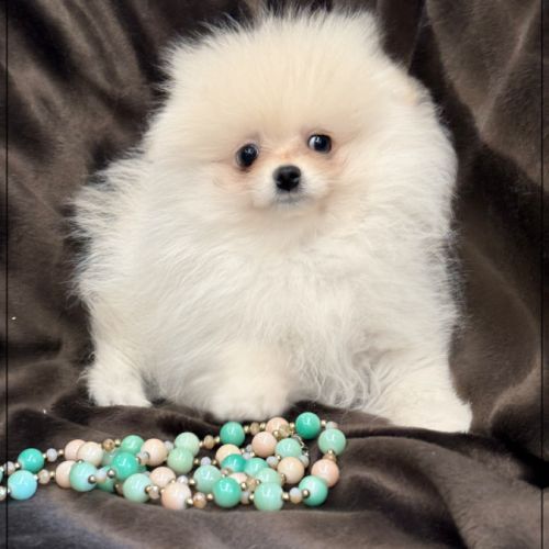 Bella, sublime femelle type spitz nain poméranien #0