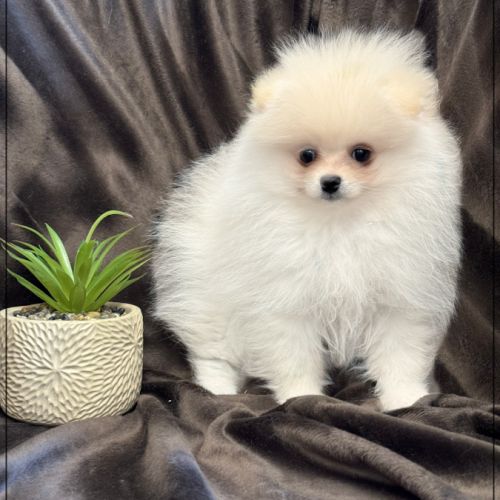 Bella, sublime femelle type spitz nain poméranien #4