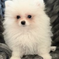 Bella, sublime femelle type spitz nain poméranien #1