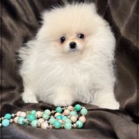 Bella, sublime femelle type spitz nain poméranien