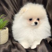 Bella, sublime femelle type spitz nain poméranien #5