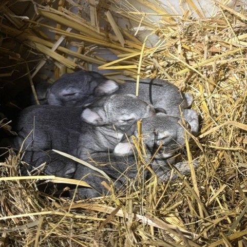 Lapin rex chinchilla #0