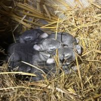 Lapin rex chinchilla