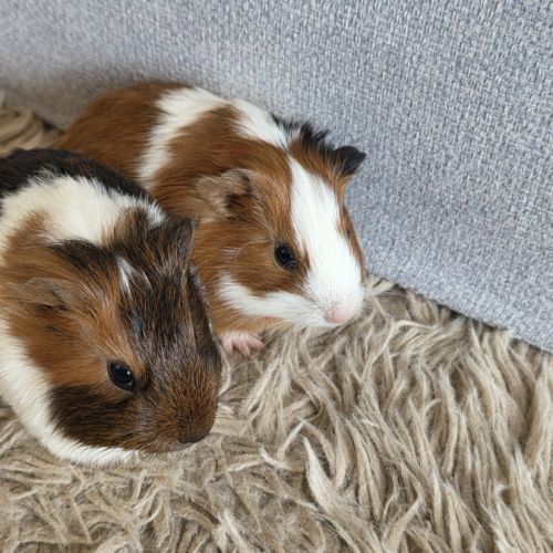 Donne 2 bébés cochons d'inde