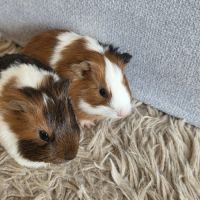 Donne 2 bébés cochons d'inde