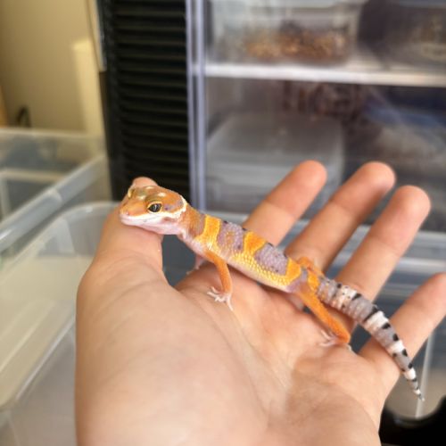 Gecko léopard #3