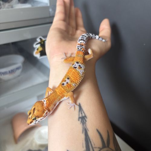 Gecko léopard