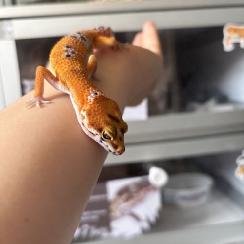 Gecko léopard #7