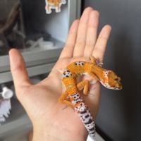 Gecko léopard #5