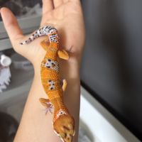 Gecko léopard #6