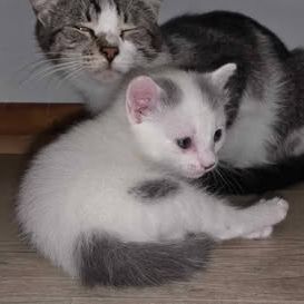 Chat tomy à la réservation