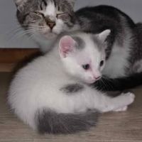 Chat tomy à la réservation