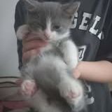 Chat philou à l adoption #2