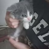 Chat philou à l adoption #3