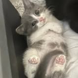 Chat philou à l adoption #4