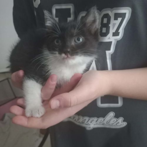 Chat pistache à l adoption #0