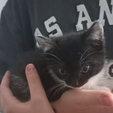 Chat pistache à l adoption #2